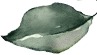 shape