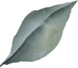 shape